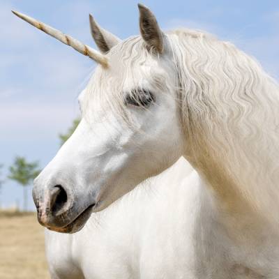 Une licorne dans un champ