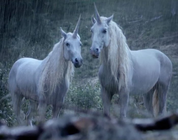deux licornes sous la pluie